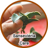 Sansevieria Care