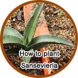 How to plant Sansevieria