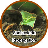 Sansevieria propagation