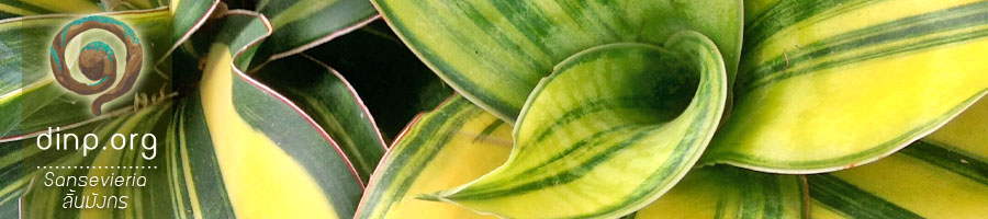 Sansevieria ลิ้นมังกร